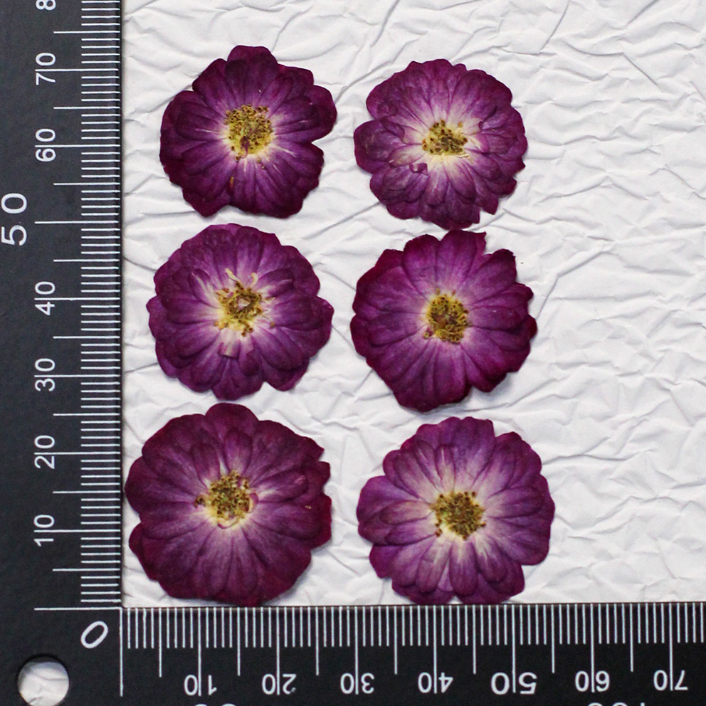 60 Yellow Mixed-size Pressed R - đánh giá và giá Resin Craft Ideas